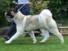 akita clubs