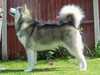 alaskan malamute
