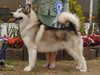 alaskan-malamute breeders