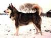 alaskan-malamute stud-dogs