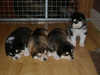 alaskan-malamute puppies