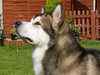 alaskan-malamute results