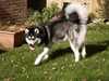 alaskan-malamute clubs