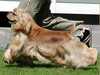 american cocker spaniel
