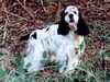 american-cocker-spaniel breeders