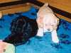 american-cocker-spaniel puppies