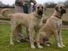 anatolian shepherd dog