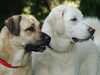 anatolian-shepherd-dog breeders