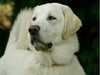 anatolian-shepherd-dog stud-dogs