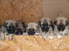 anatolian-shepherd-dog puppies