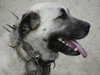 anatolian-shepherd-dog results