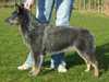 australian cattle dog