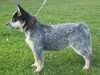 australian-cattle-dog breeders