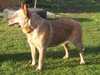 australian-cattle-dog owners