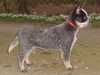 australian-cattle-dog stud-dogs