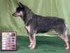 australian-cattle-dog results