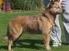 australian-cattle-dog clubs