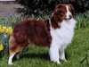 australian shepherd