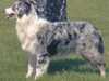 australian-shepherd breeders