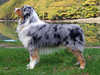 australian-shepherd stud-dogs