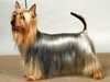 australian silky terrier