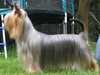 australian-silky-terrier breeders