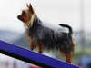 australian-silky-terrier owners