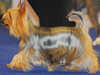 australian-silky-terrier stud-dogs