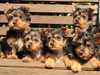 australian-silky-terrier puppies