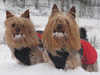 australian-silky-terrier results