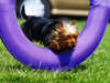 australian-silky-terrier clubs