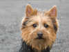 australian-terrier breeders