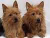 australian-terrier owners
