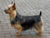 australian-terrier stud-dogs