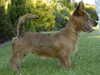 australian-terrier puppies