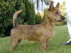 australian-terrier results