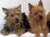 australian-terrier clubs