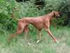 azawakh stud-dogs