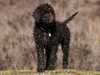 barbet