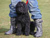 barbet stud-dogs