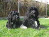 barbet puppies