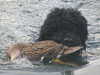 barbet clubs