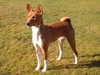 basenji