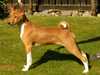 basenji breeders