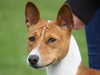 basenji owners