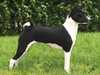 basenji stud-dogs