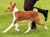 basenji results