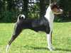 basenji clubs