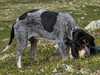 basset bleu de gascogne