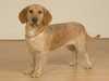 basset-fauve-de-bretagne breeders